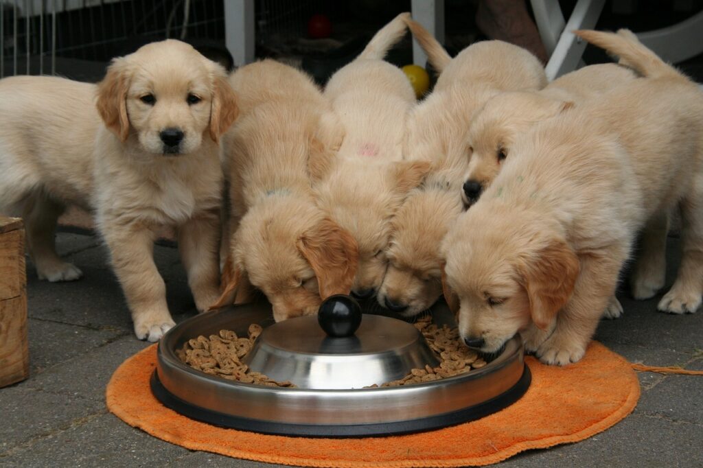 puppycoaching oudenaarde