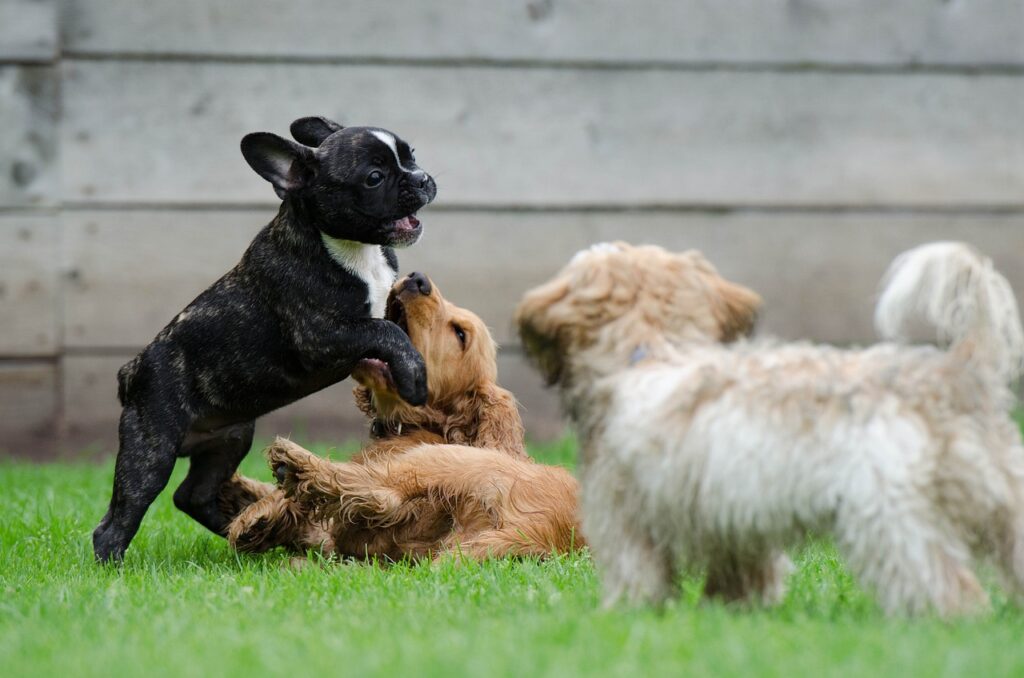 puppycoaching oudenaarde