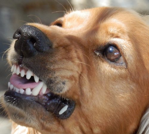 Honden- en gedragsbegeleiding