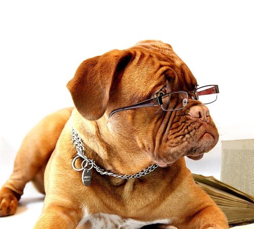 training aan huis voor honden