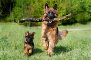home-Training aan huis