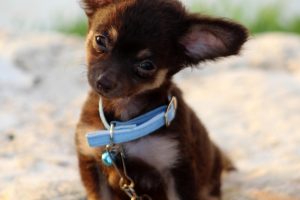 home-puppycoaching