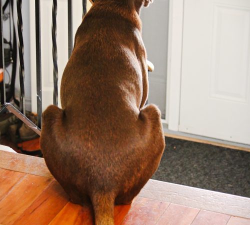 Honden- en gedragsbegeleiding