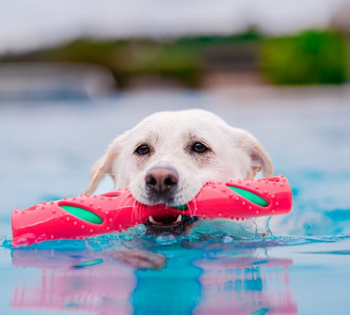 training aan huis voor honden