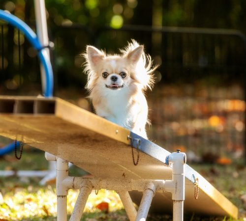training aan huis voor honden