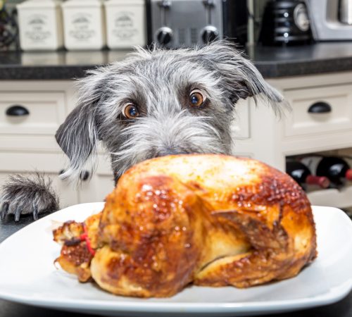 Honden- en gedragsbegeleiding