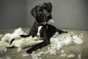 Cute puppy laying on the carpet in a pile of fluff from a ripped up stuffed animal